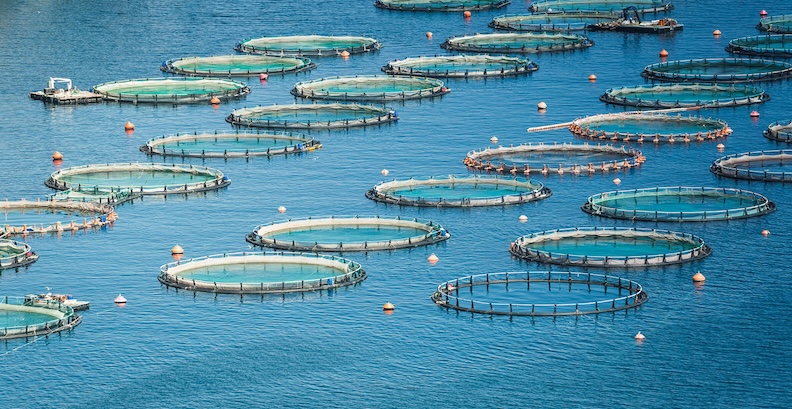 Parliamentary inquiry to protect aquaculture industry and environment